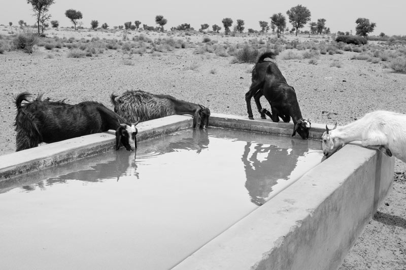 Women and Water Needs from Gender Perspective - for animal husbandry in Bikaner district, Rajasthan